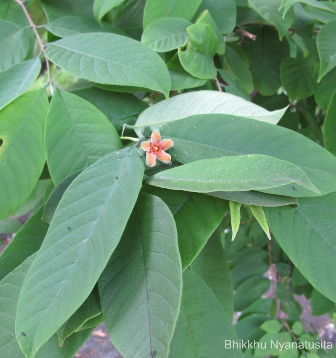 Wrightia arborea (Dennst.) Mabb.